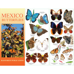 Mariposas México
