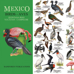 Aves Península de Yucatán